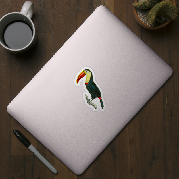 Toucan by ArtShare